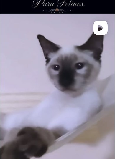Gatinho siamês em rede suspensa