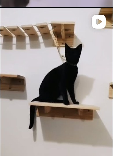 Gato preto sobre prateleira de madeira na parede