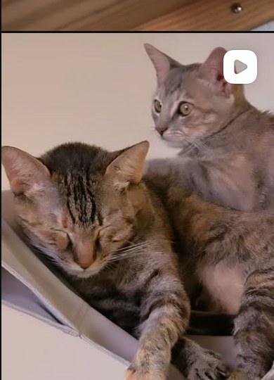 Gatos em estrutura de madeira com arranhador