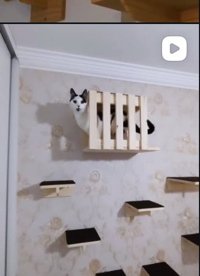 Gato preto e branco espiando de um esconderijo de madeira no alto da parede